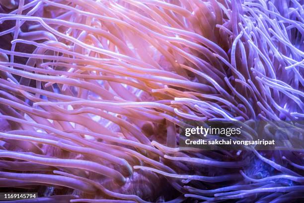 close-up of colorful tropical corals in the aquarium - korallenfarbig stock-fotos und bilder