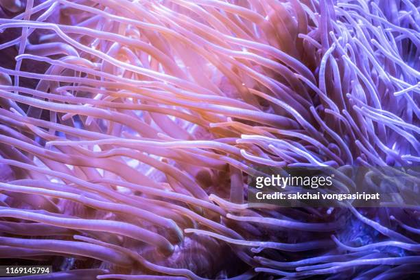 close-up of colorful tropical corals in the aquarium - coral colored photos et images de collection