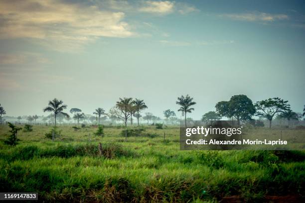 view of palm trees in green field, with clear and sunny sky - forest horizon stock pictures, royalty-free photos & images