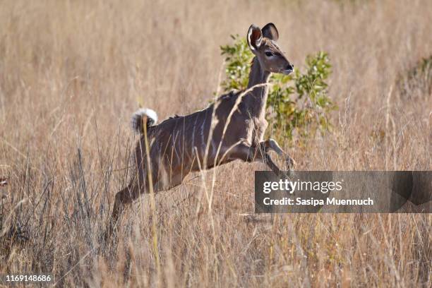 a female nyala jumping in the bush at pinalesberg game reserve - pilanesberg national park stock pictures, royalty-free photos & images
