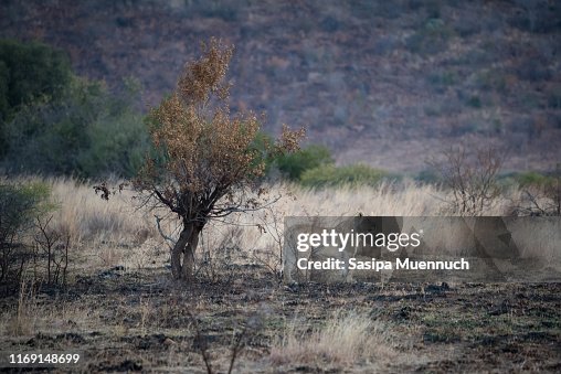 A Lioness standing in the bush at Pinalesberg Game Reserve A Lioness standing in the bush at Pinalesberg Game Reserve