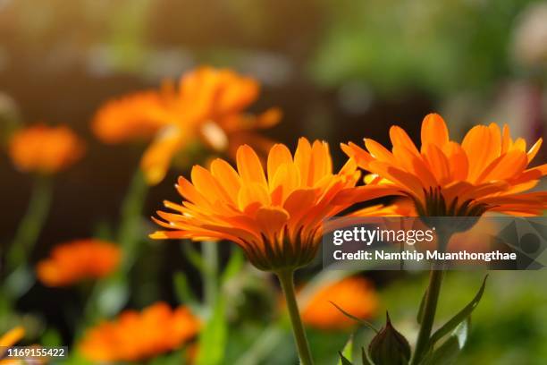 orange gerbera under the warm light of sunbeam in morning in beautiful garden for creating the flower background - gerbera daisy stock-fotos und bilder