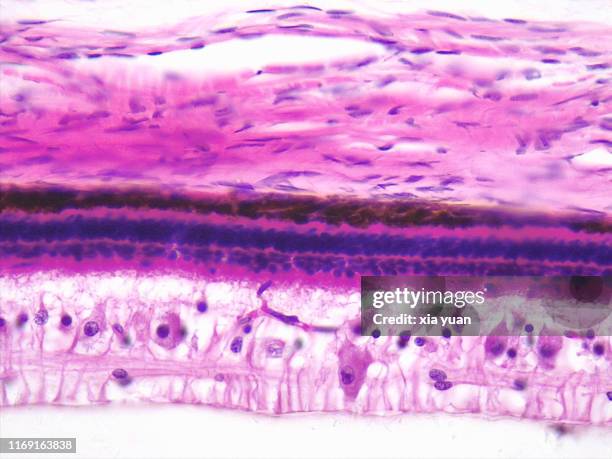 sagittal plane of eyeball tissue,40x light micrograph - hematoxylin and eosin staining stockfoto's en -beelden