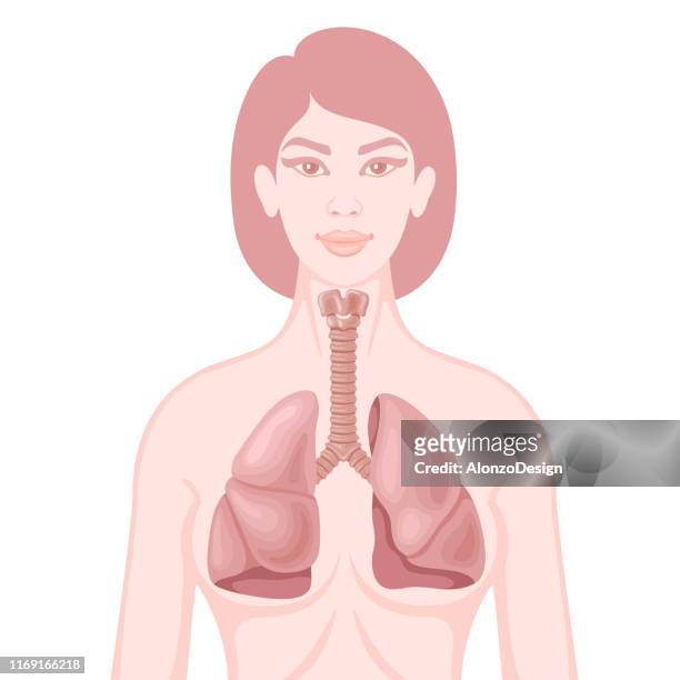 illustrazioni stock, clip art, cartoni animati e icone di tendenza di apparato respiratorio umano - nasal passage