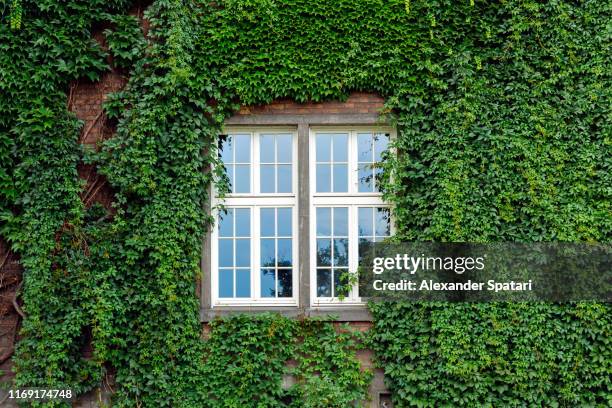 window surrounded by green ivy facade - living_walls stock pictures, royalty-free photos & images