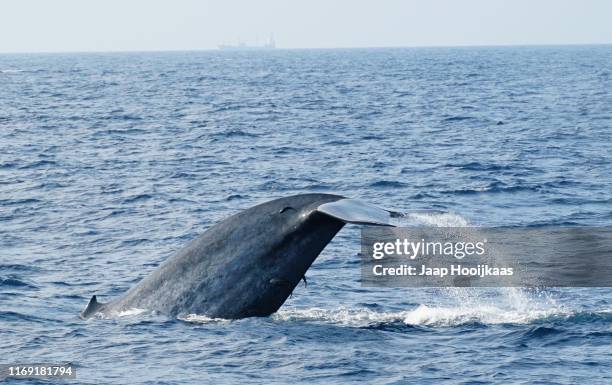 blue whale, sri lanka - blauwe vinvis stockfoto's en -beelden