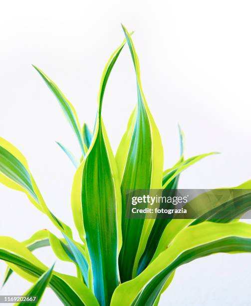 house plant - sansevieria stock pictures, royalty-free photos & images