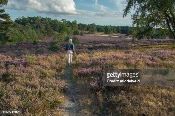 walking in the flowering heath - limburg netherlands stock pictures, royalty-free photos & images