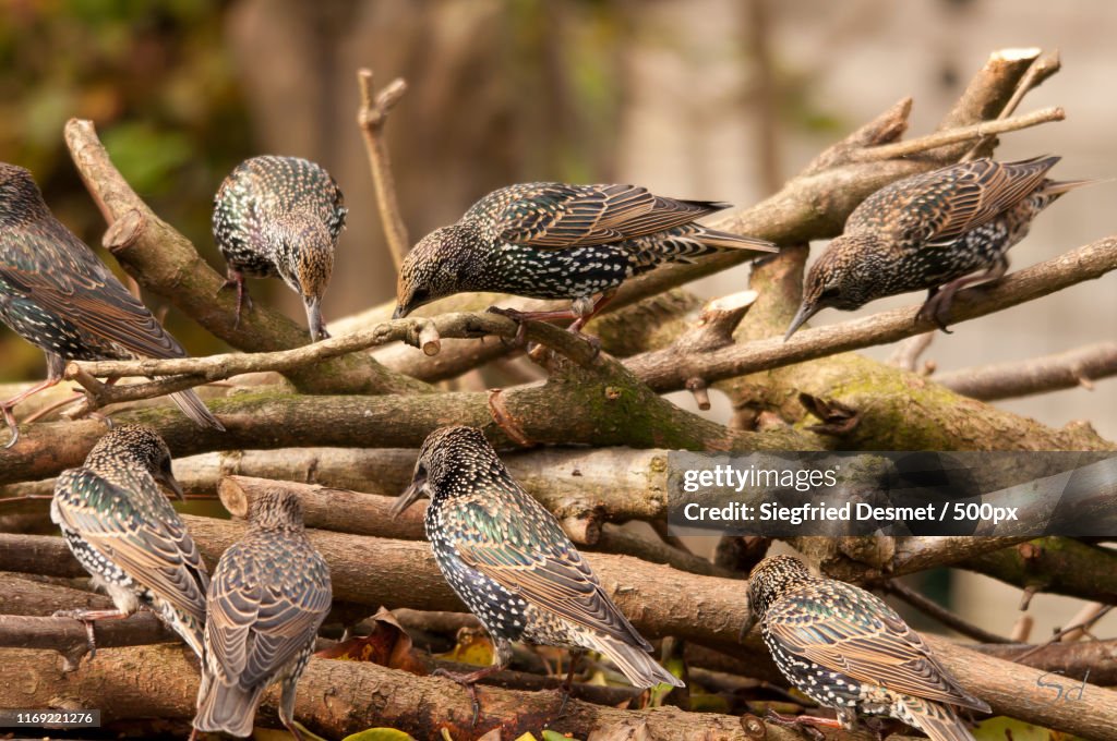 View of birds on branches