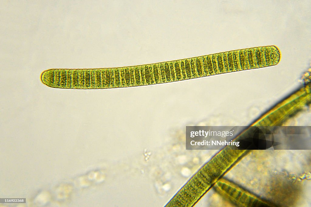 Filamentous cyanobacteria, Oscillatoria species, micrograph