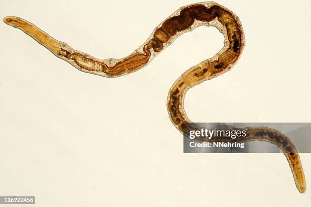 Segmented Worm Photos and Premium High Res Pictures - Getty Images