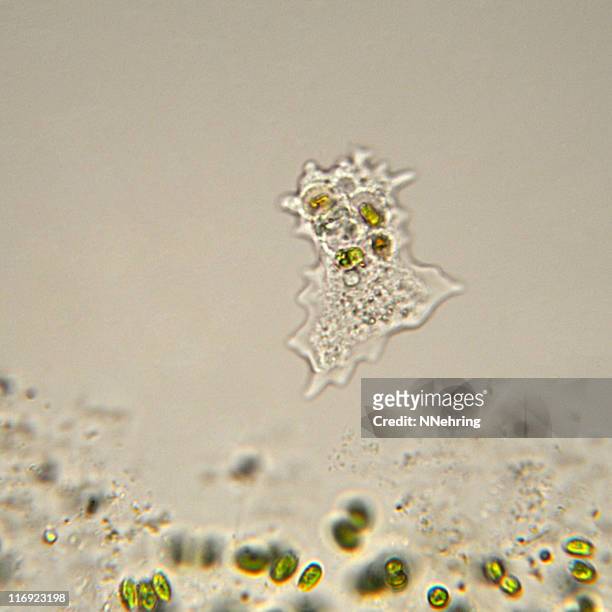 amoeba micrograph - ameba 個照片及圖片檔