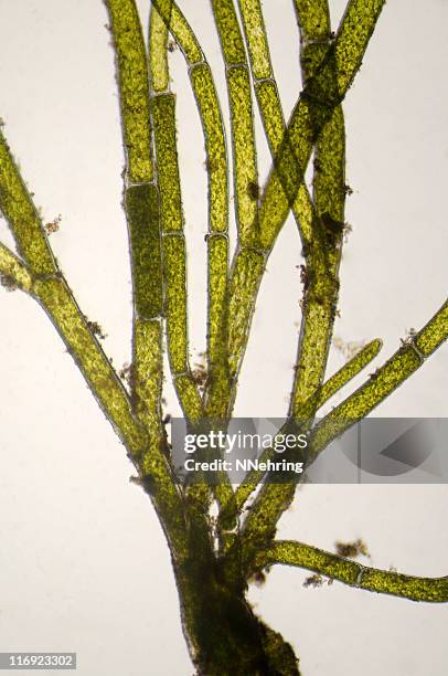 branching green algae, cladophora species, micrograph - cladophora stock pictures, royalty-free photos & images
