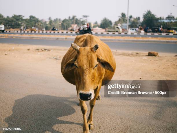 Cow In Road Cow In Street Photos and Premium High Res Pictures - Getty Images