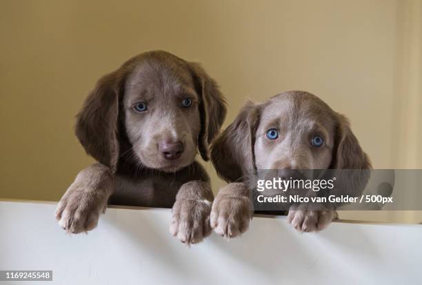 two weimaraner puppies - weimaraner stock-fotos und bilder