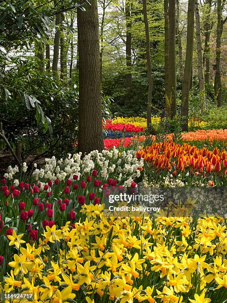 spring garden - tulips and daffodils stock pictures, royalty-free photos & images