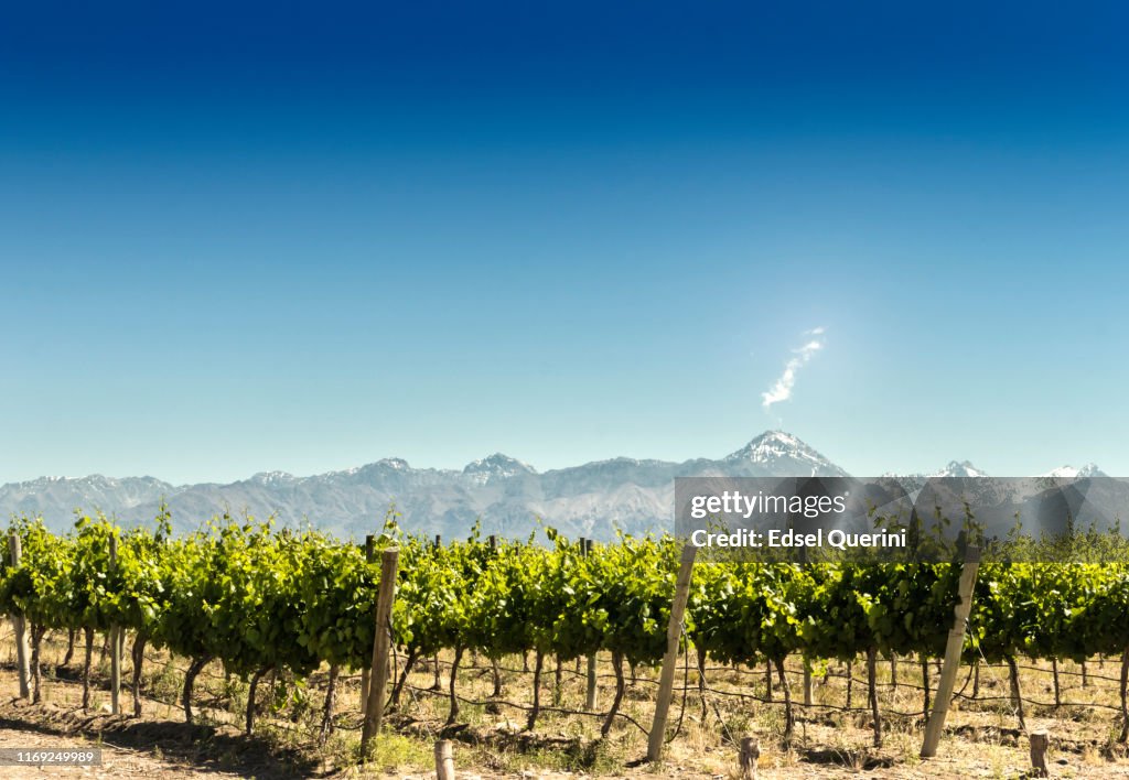 Weinberg mit Berghintergrund