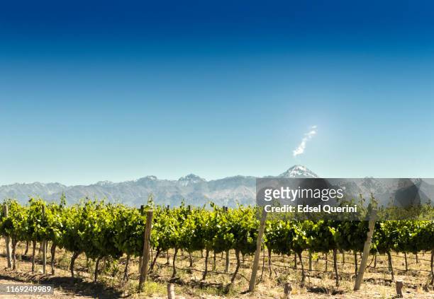 vineyard with mountains background - vineyards stock pictures, royalty-free photos & images