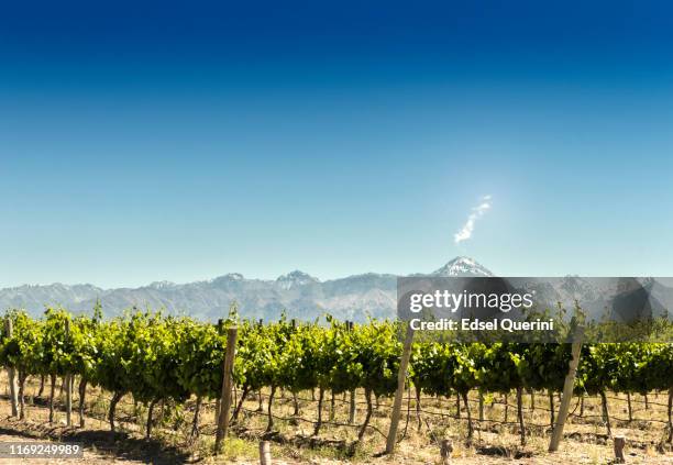 vinhedo com fundo das montanhas - pinot noir grape - fotografias e filmes do acervo