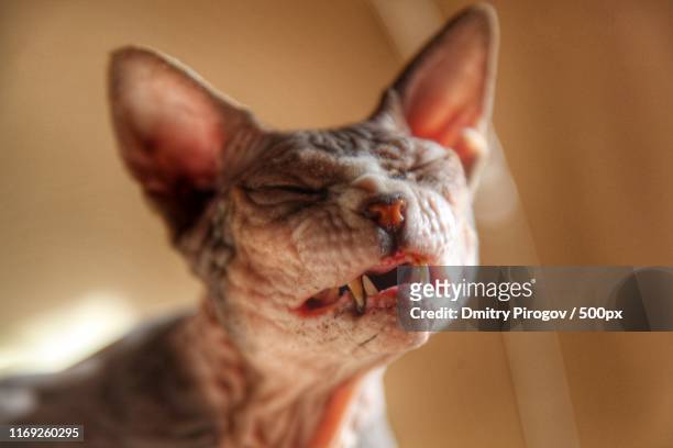 sphynx cat face with closed eyes - ugly cat ストックフォトと画像