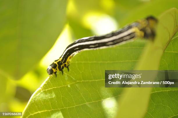 insect - chignahuapan stock pictures, royalty-free photos & images