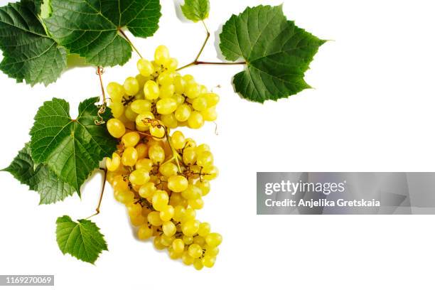 fresh ripe grapes with leaves isolated on white background - white grape ストックフォトと画像