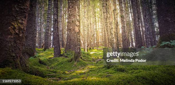 mossy forest with sunlight - forest floor ストックフォトと画像