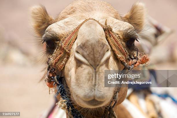 portrait of camel - werkdier stockfoto's en -beelden
