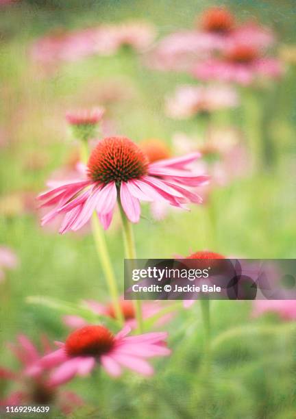 echinacea purpurea flowers - coneflower stock pictures, royalty-free photos & images