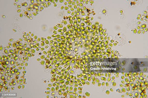 single-celled green algae, chlorella species, micrograph - chlorella stock pictures, royalty-free photos & images