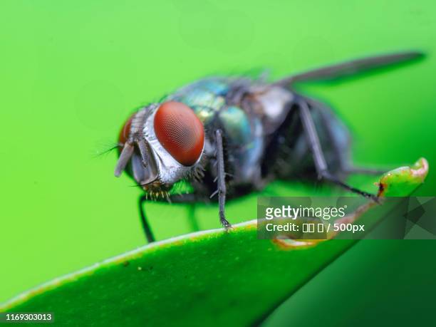 common green bottle fly (lucilia sericata) on leaf - 王 stock pictures, royalty-free photos & images