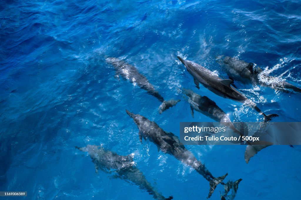 Spinner Dolphins