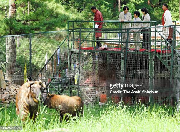 Crown Prince Fumihito, or Crown Prince Akishino, Crown Princess Kiko of Akishino and Prince Hisahito watch takins on August 20, 2019 in Thimphu,...