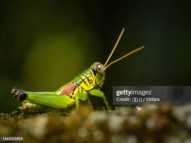 picture of green locust standing on ground - 王 stock pictures, royalty-free photos & images