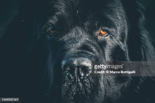 close-up portrait of a huge newfoundland male dog - newfoundland dog 個照片及圖片檔