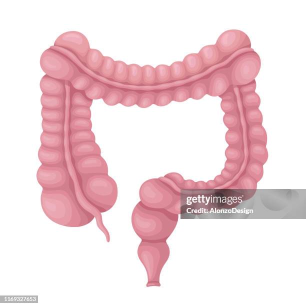 ilustrações de stock, clip art, desenhos animados e ícones de large intestine. human internal organ. - reto intestino grosso
