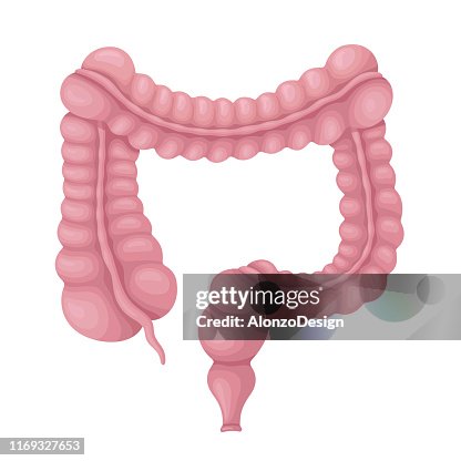 Intesine Rapport Small Intestine And Large Intestine