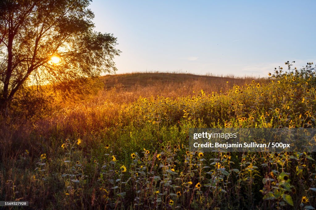 Sunflower Sky