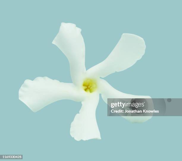white jasmine flower on blue background - jasmin stock pictures, royalty-free photos & images