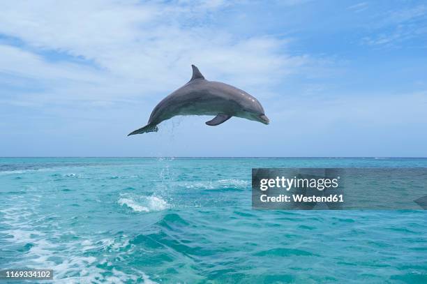 honduras, roatan, bottlenose dolphin jumping in the air - whale jumping stock pictures, royalty-free photos & images