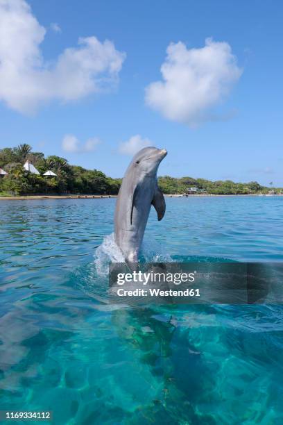 honduras, roatan, jumping bottlenose dolphin - whale jumping stock pictures, royalty-free photos & images