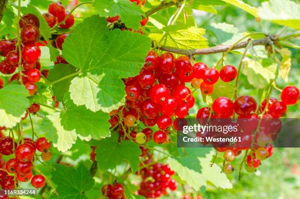 red currants on shrub - rode bes stockfoto's en -beelden