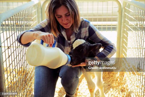 little baby cow feeding from milk bottle in farm - suckling stock pictures, royalty-free photos & images