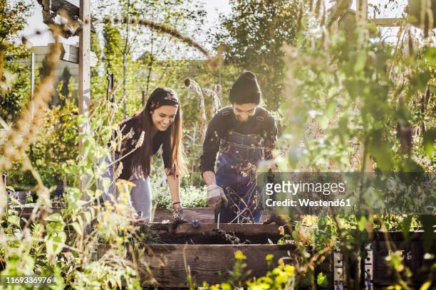 happy couple garding together - couple gardening stock pictures, royalty-free photos & images