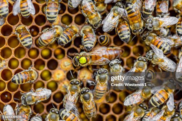close-up of honeybees sitting on honeycombs - honey bee stock pictures, royalty-free photos & images