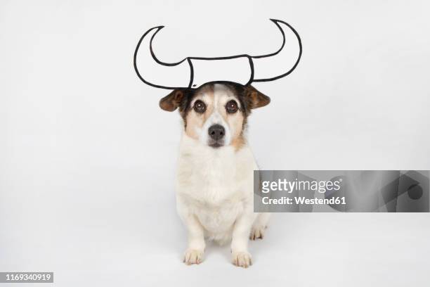 portrait of mongrel as taurus with drawn horns sitting on white ground - pet clothing stock illustrations