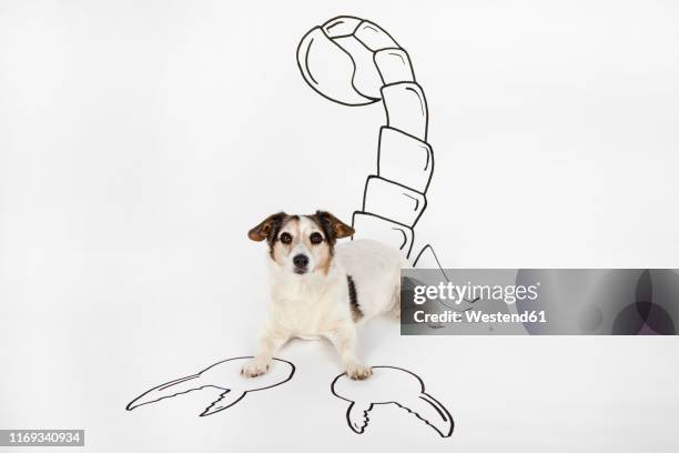 portrait of mongrel as scorpio with drawn tail and pincers lying on white ground - pet clothing stock illustrations