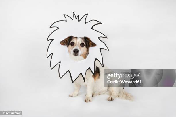 portrait of mongrel with drawn lion's mane sitting in front of white background - pet clothing stock illustrations