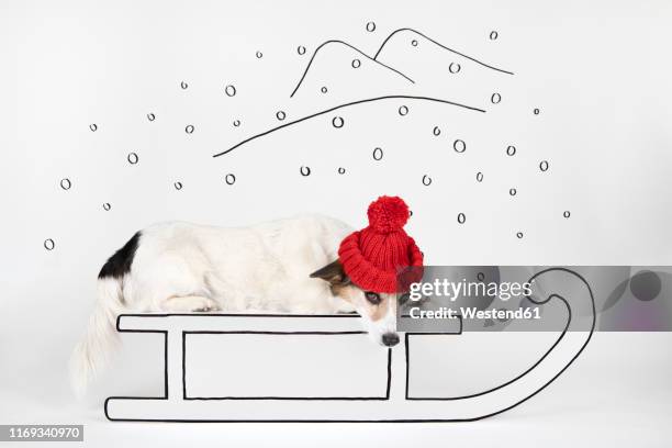 mongrel wearing red woolly hat lying on drawn sledge - pet clothing stock illustrations