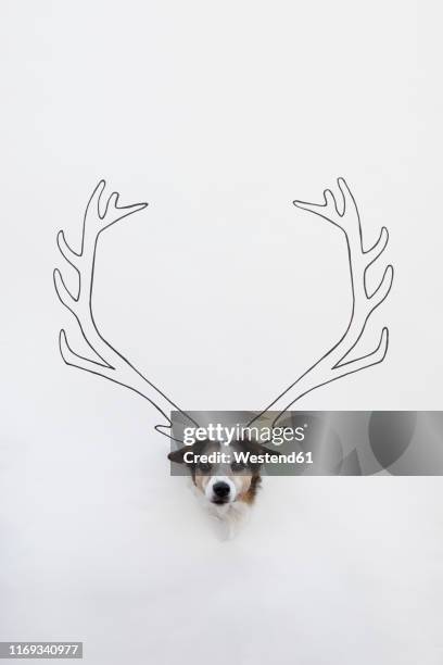 portrait of mongrel with drawn deer antler on white ground - pet clothing stock illustrations